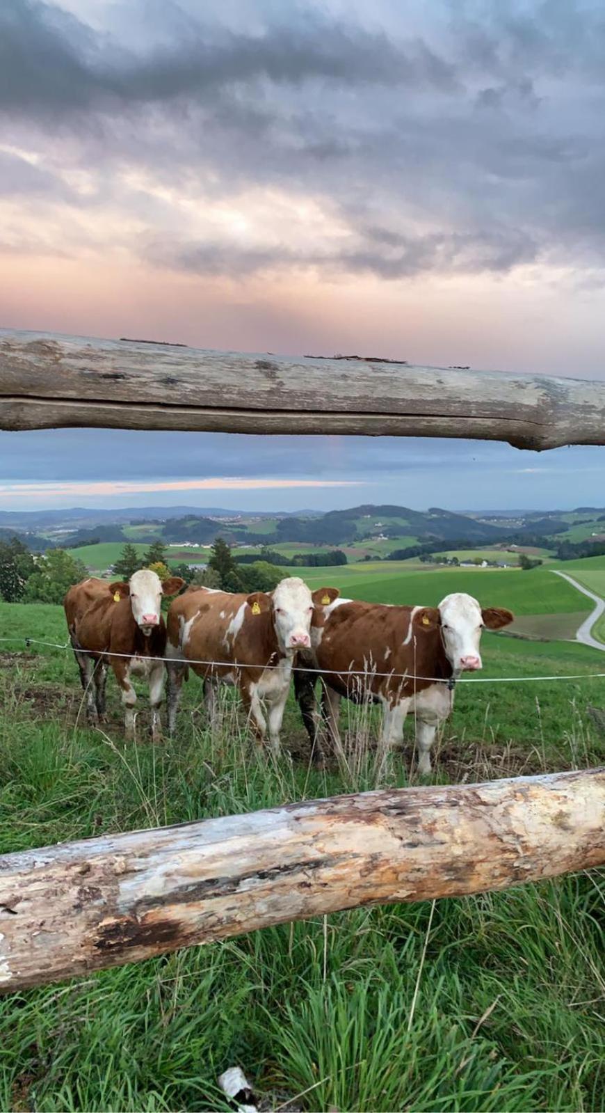 Ferienwohnung Im Muehlviertler Panorama Vierseithof Lembach im Mühlkreis Exterior foto